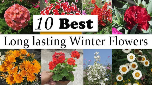 10 Best Long Lasting INDIAN Winter Flowering Plants & Easy to Grow