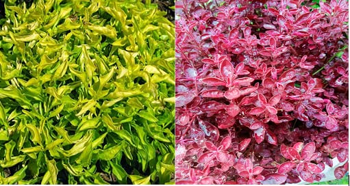 Discovering the Beauty of Alternanthera: Plant Care Tips and More