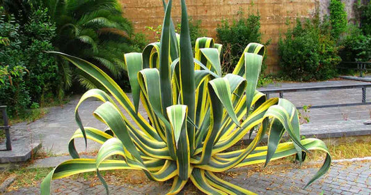 Discovering the Agave Americana: Planting and Care Tips.