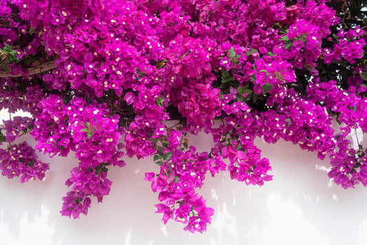 Bougainvillea: A Guide to Growing and Caring for the Vibrant Climber