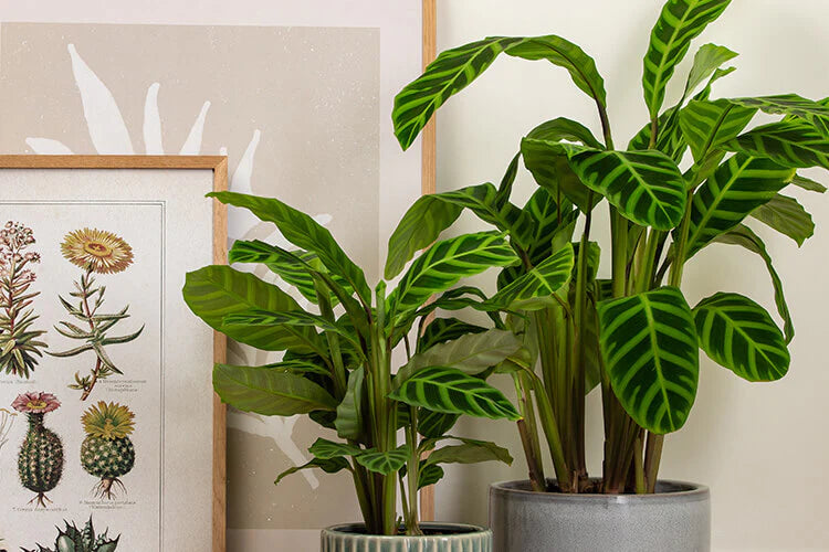 Caring for Your Calathea: Tips for a Thriving Houseplant