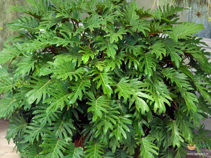 Discover the Allure of Thaumatophyllum xanadu: Plant Profile and Care Tips