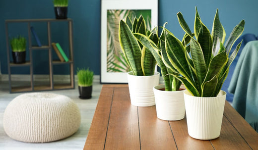 Snake Plant: The Perfect Blend of Elegance and Utility