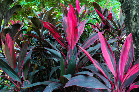 Cordyline Fruticosa: A Guide to Growing and Caring for the Tropical Ti Plant