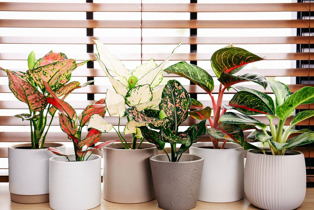 Chinese Evergreen Plant Care: A Guide to Thriving Foliage