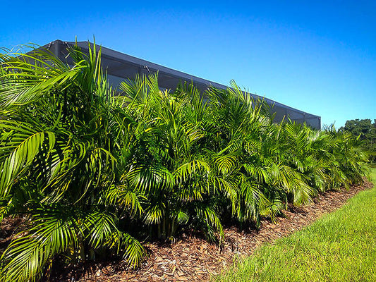 Enhance Your Space with Areca Palm: Plant Profile and Care Tips