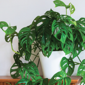 Embracing the Charm of the Broken Heart Plant: A Guide to Care and Cultivation