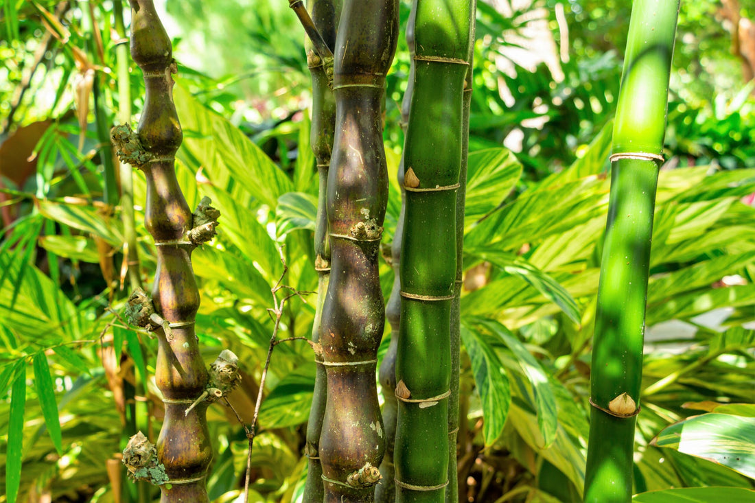 Embrace the Exotic Elegance of Bambusa ventricosa: Plant Profile and Care Tips