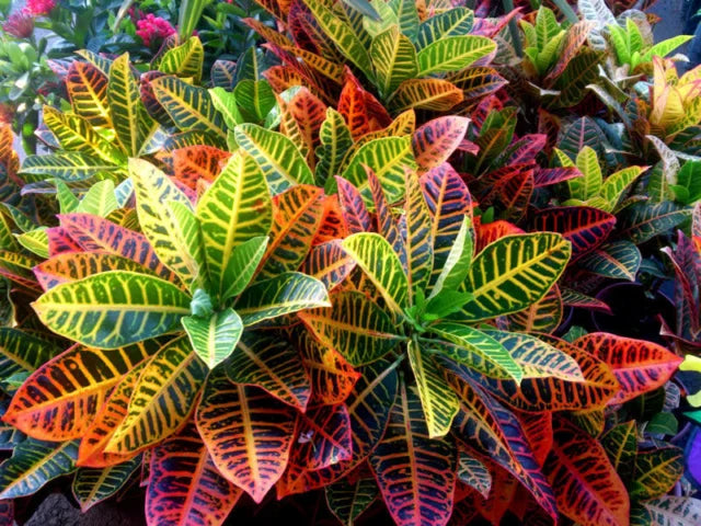 Croton Plant Care Tips: Ensuring Your Indoor Garden Thrives