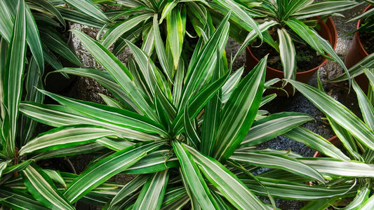 The Dracaena Plant: A Guide to Care and Cultivation