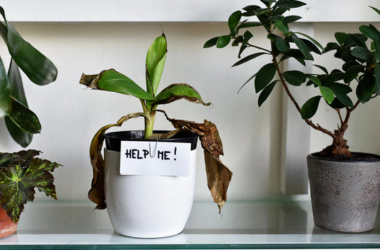 How to Revive Dying Houseplants: Essential Tips for Plant Rescues.