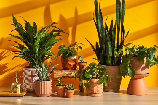 The Ultimate Guide to Choosing Indoor Plants for Every Room