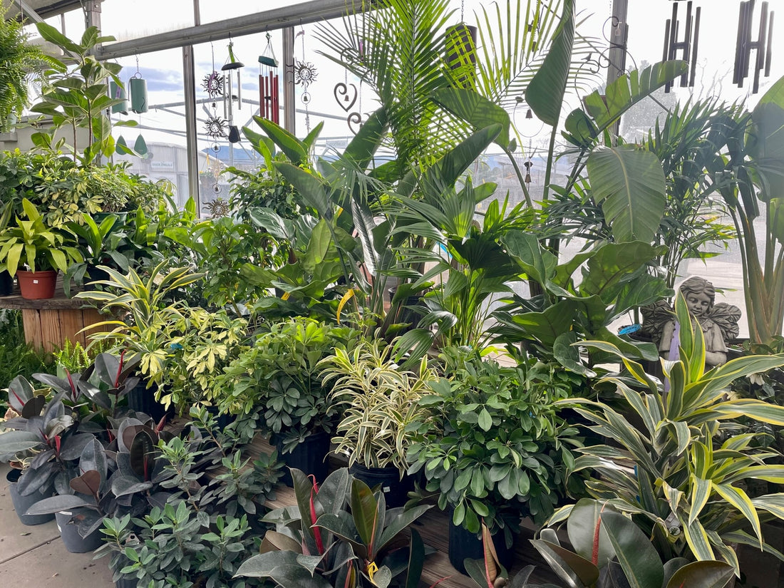 Indoor Big Ornamental Plants Suitable for India with Low Maintenance