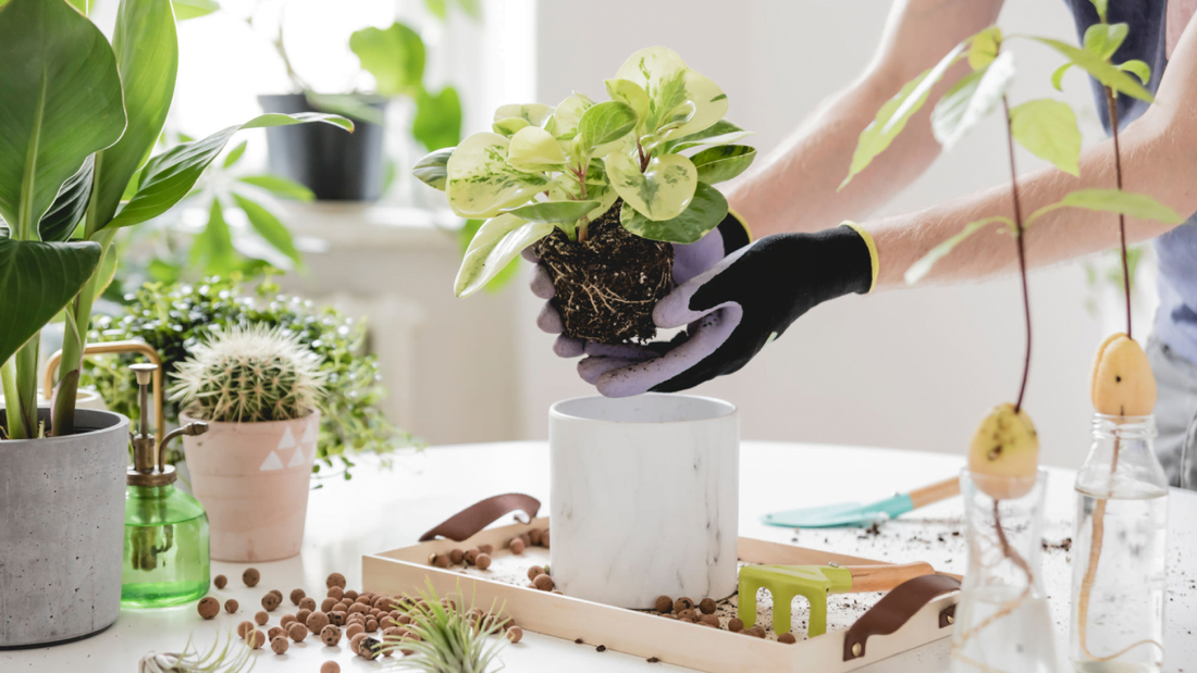 The Language of Plants: Understanding Plant Signals and Needs.