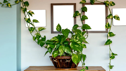 The Low-Maintenance yet Luxurious Money Plant: A Guide to Planting and Caring