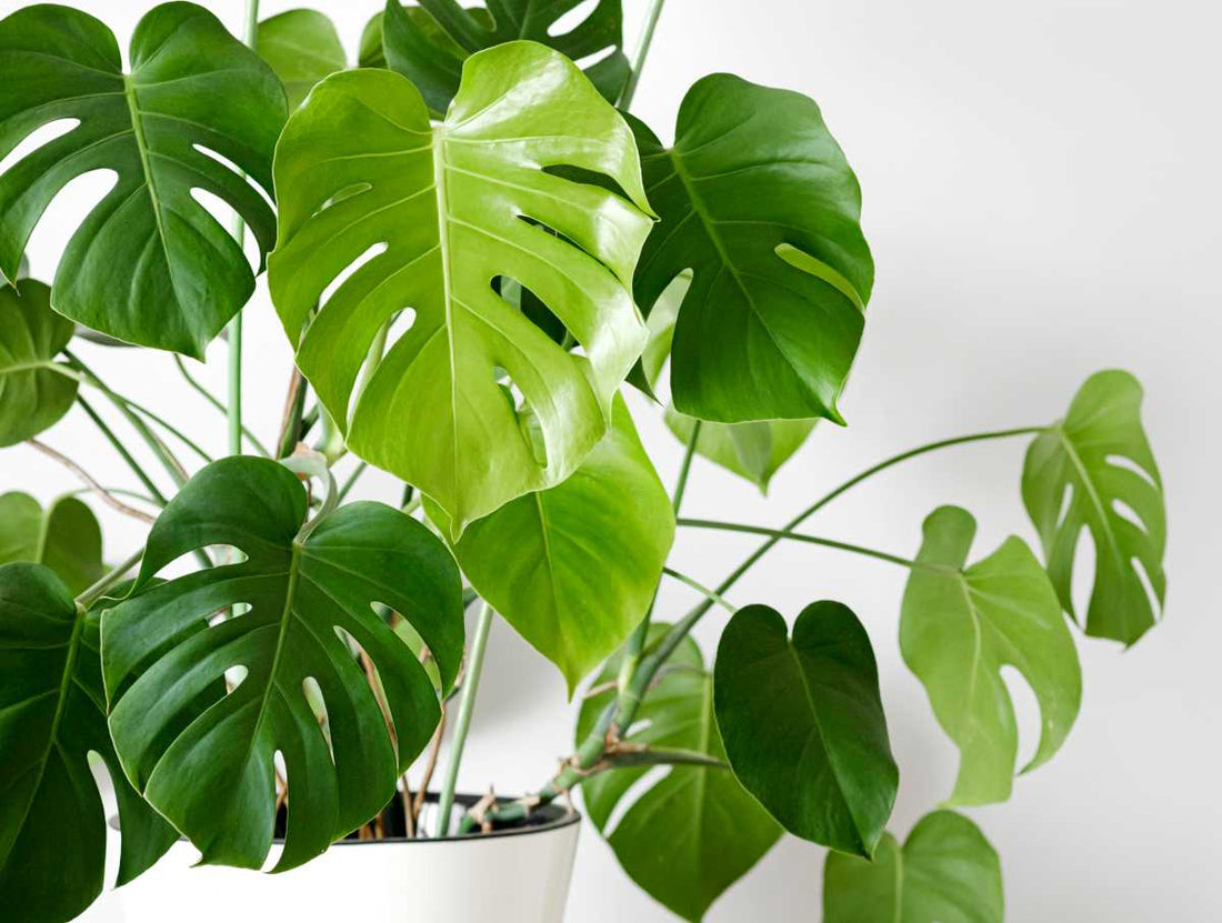 Monstera Magic: A Guide to Growing and Caring for the Iconic Swiss Cheese Plant.