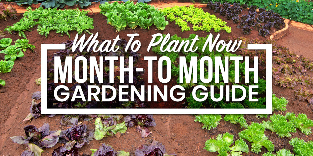 Seasonal Planting Calendar: What to Plant and When