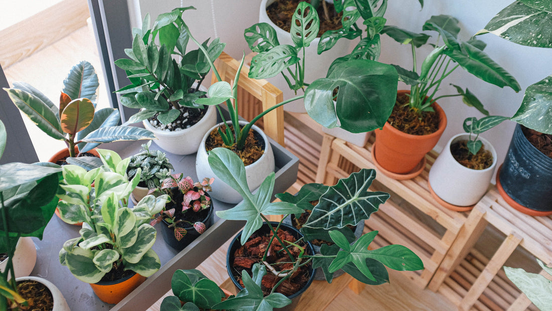 Beginner's Guide: Easy Tips for Plant Care and Maintenance