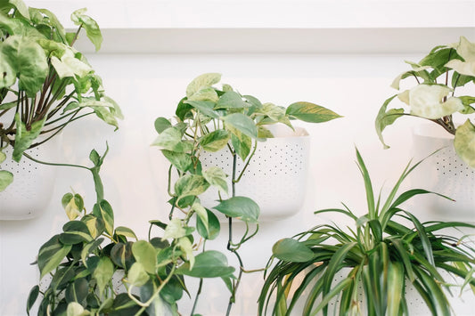 How to Decorate Walls with Plants: Green Wall Inspiration and Care Tips