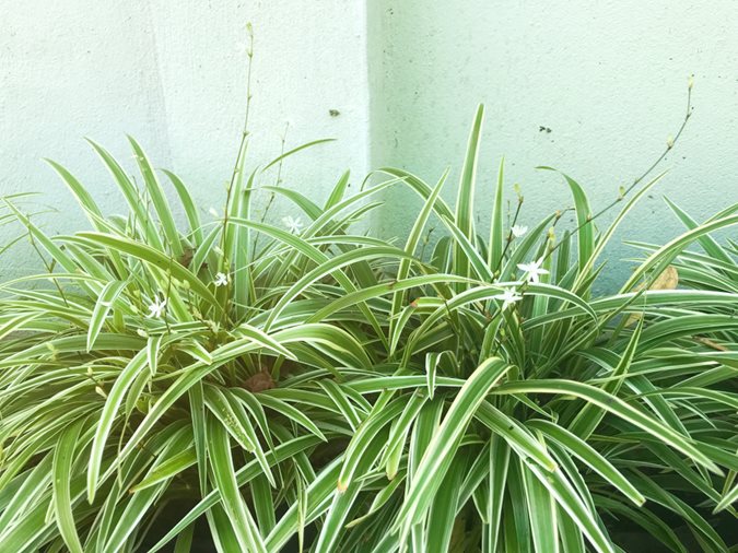 Nurturing the Spider Plant: A Comprehensive Guide to Care and Cultivation