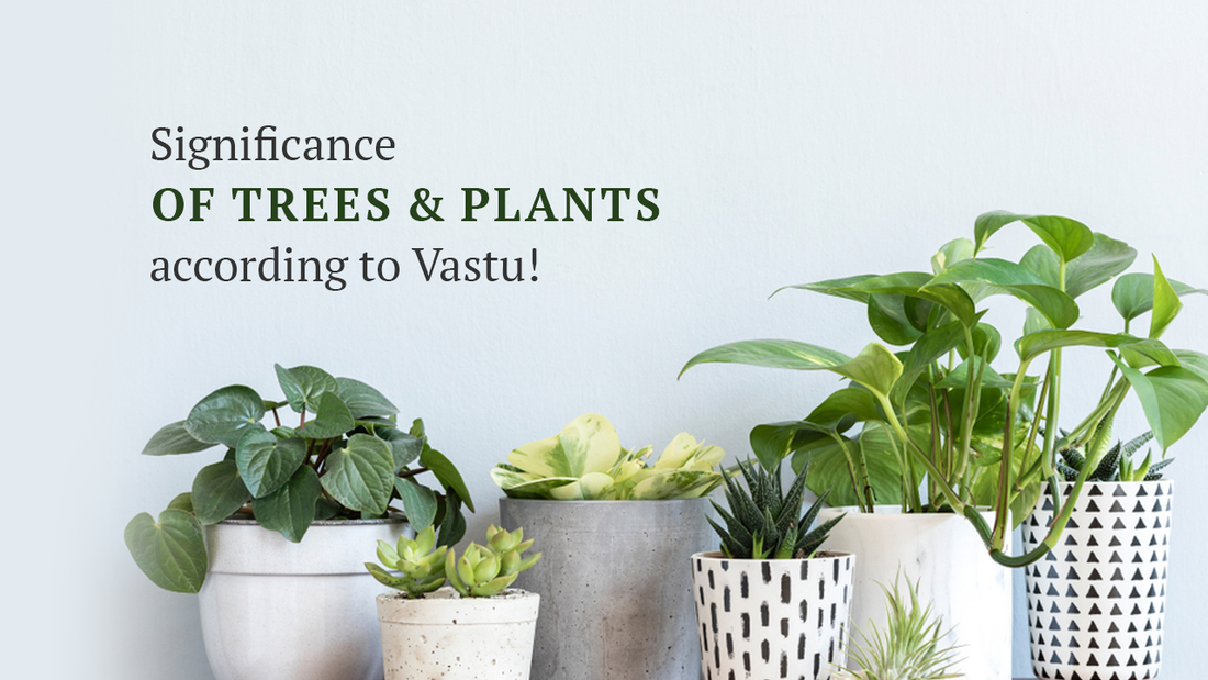 Vastu-Approved Plants for a Harmonious Home Environment