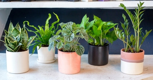 The Best Zero Sunlight Plants for Your Home: Perfect Greens for Low Light Spaces