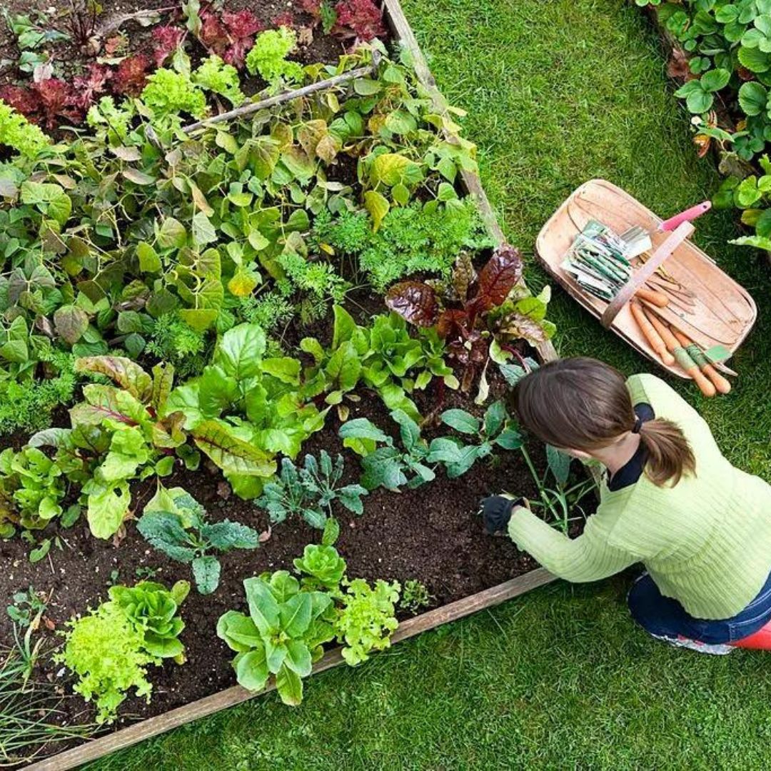 Kitchen Gardening