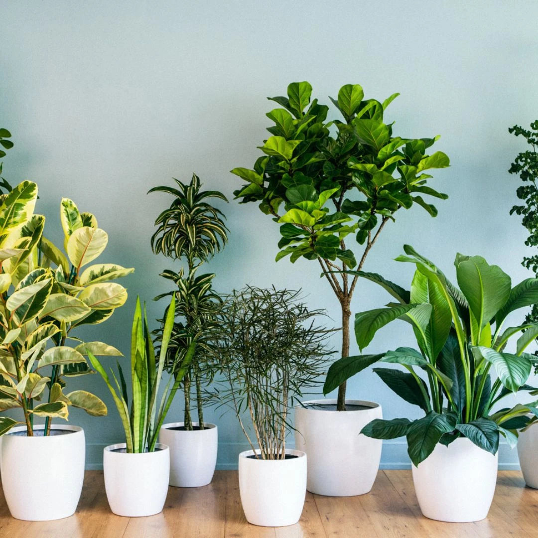 Indoor & Outdoor Plants